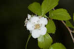 Yellowleaf hawthorn